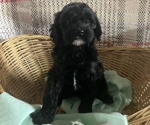 Medium Cavapoo (Miniature)