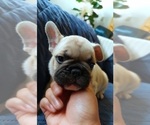 Small Photo #40 French Bulldog Puppy For Sale in MANHATTAN, NY, USA