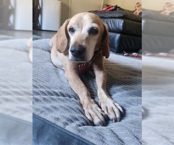 Medium Photo #3 Doxle Puppy For Sale in San Diego, CA, USA