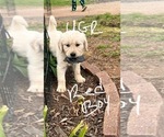 Small Photo #15 Golden Retriever Puppy For Sale in BOILING SPGS, SC, USA