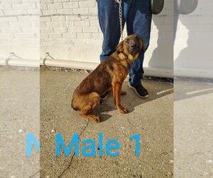 Doberman Pinscher-Malinois Mix Dogs for adoption in JAX, MS, USA