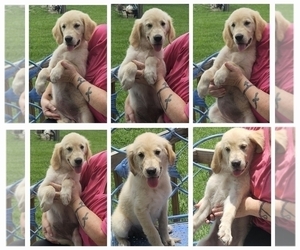 Golden Retriever Puppy for sale in DELAND, FL, USA