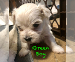 Small Photo #2 Maltese Puppy For Sale in LAKELAND, FL, USA