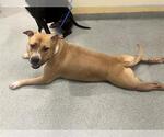 Small American Pit Bull Terrier