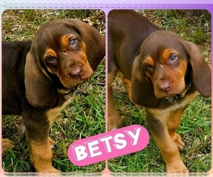 Bloodhound Puppy for sale in TOCCOA, GA, USA