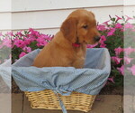 Puppy Pink English Cream Golden Retriever