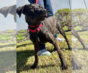 Patsy Cline - Female Labrador Retriever-Unknown Mix Dog for Adoption - Photo #11