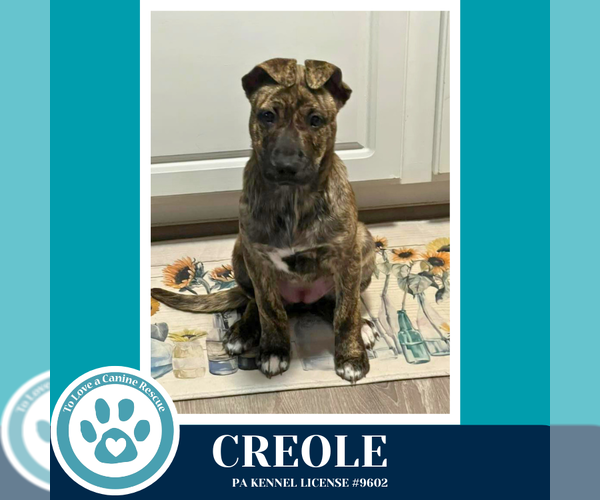 Medium Photo #8 Mutt Puppy For Sale in Kimberton, PA, USA