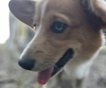 Small Photo #3 American Corgi Puppy For Sale in COLLEGE STATION, TX, USA