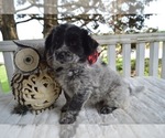 Small Photo #1 Australian Cattle Dog-English Shepherd Mix Puppy For Sale in HONEY BROOK, PA, USA