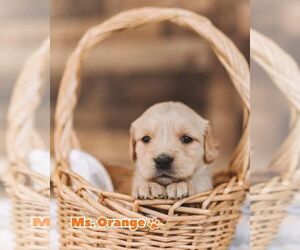 Medium Golden Retriever