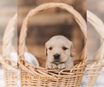 Puppy Ms Orange Golden Retriever