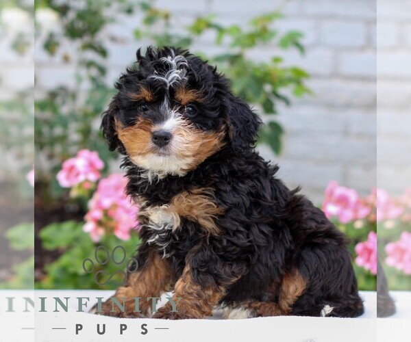 Medium Photo #4 Bernedoodle (Miniature) Puppy For Sale in LITITZ, PA, USA