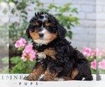 Small #3 Bernedoodle (Miniature)