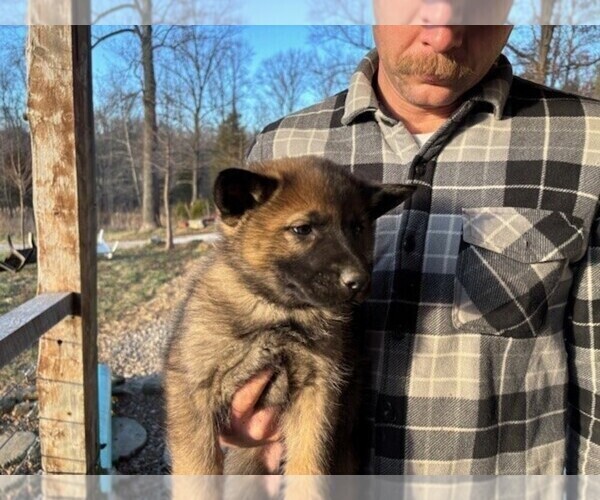 Medium Photo #2 German Shepherd Dog Puppy For Sale in MITCHELL, IN, USA