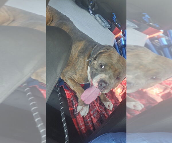 Medium Photo #6 Bullboxer Pit Puppy For Sale in Evansville, IN, USA