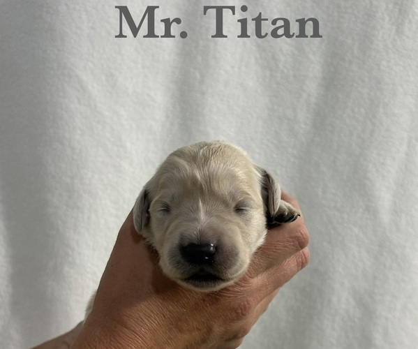 Medium Photo #1 English Cream Golden Retriever Puppy For Sale in ELLENSBURG, WA, USA