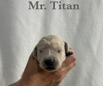 Puppy Titan English Cream Golden Retriever