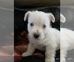 Small #1 West Highland White Terrier