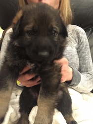 German Shepherd Dog Puppy for sale in Las Vegas, NV, USA