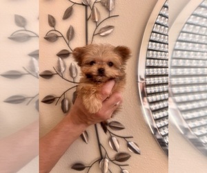 Maltipoo Puppy for sale in SANTA MARIA, CA, USA