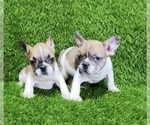 Small #1 French Bulldog