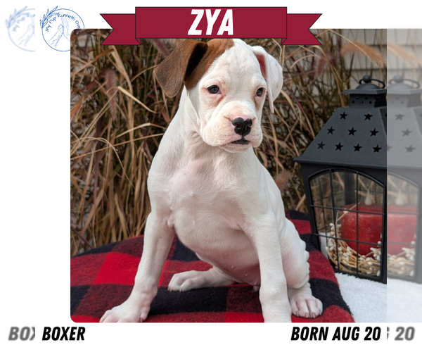 Medium Photo #49 Boxer Puppy For Sale in GOSHEN, IN, USA