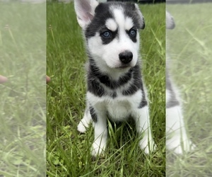 Medium Siberian Husky