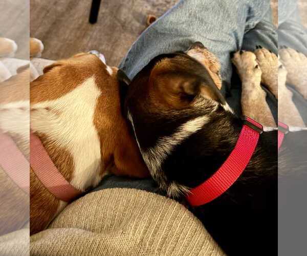 Medium Photo #15 Doxle Puppy For Sale in Dunnellon, FL, USA