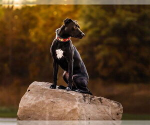 American Pit Bull Terrier-Unknown Mix Dogs for adoption in Lee's Summit, MO, USA