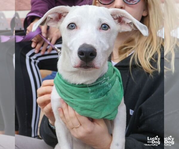 Medium Photo #2 Labrador Retriever-Unknown Mix Puppy For Sale in Washington, DC, USA