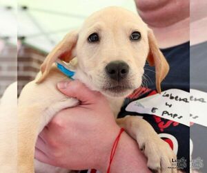 Labrador Retriever-Unknown Mix Dogs for adoption in Washington, DC, USA