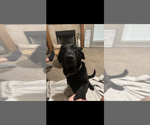 Small Photo #1 Labradoodle Puppy For Sale in BROKEN ARROW, OK, USA