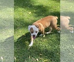 Small American Bulldog