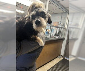 Mutt Dogs for adoption in Stockton, CA, USA