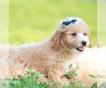 Small #6 Poodle (Miniature)