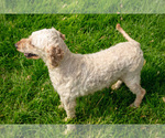 Small Photo #1 Goldendoodle (Miniature) Puppy For Sale in BERNE, IN, USA