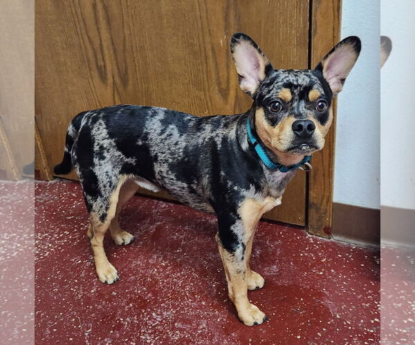 Medium Photo #2 Bulldog-Unknown Mix Puppy For Sale in Fargo, ND, USA