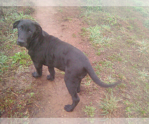 Medium Photo #4 Labrador Retriever Puppy For Sale in GRANTS PASS, OR, USA