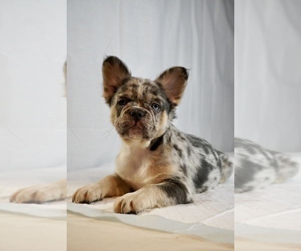 Medium Photo #1 French Bulldog Puppy For Sale in HOUSTON, TX, USA