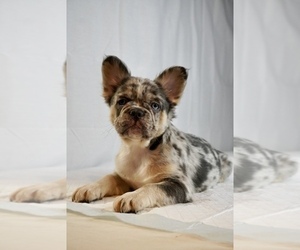 Medium French Bulldog