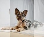 Image preview for Ad Listing. Nickname: Neo
