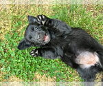 Small #1 Mutt