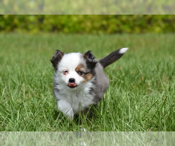 Medium Photo #8 Miniature Australian Shepherd Puppy For Sale in PALM COAST, FL, USA