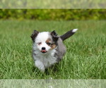 Small #7 Miniature Australian Shepherd