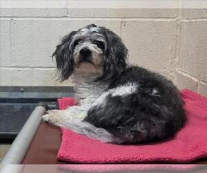 Mutt Dogs for adoption in Martinez, CA, USA