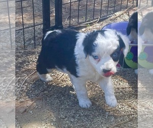 Miniature Australian Shepherd Puppy for sale in CHILOQUIN, OR, USA