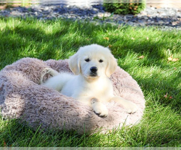 Medium Photo #4 Golden Retriever Puppy For Sale in SYRACUSE, IN, USA
