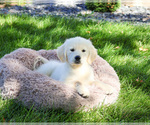 Small #3 Golden Retriever