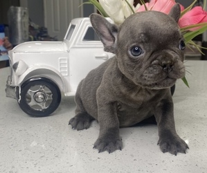 French Bulldog Puppy for sale in VALLEJO, CA, USA